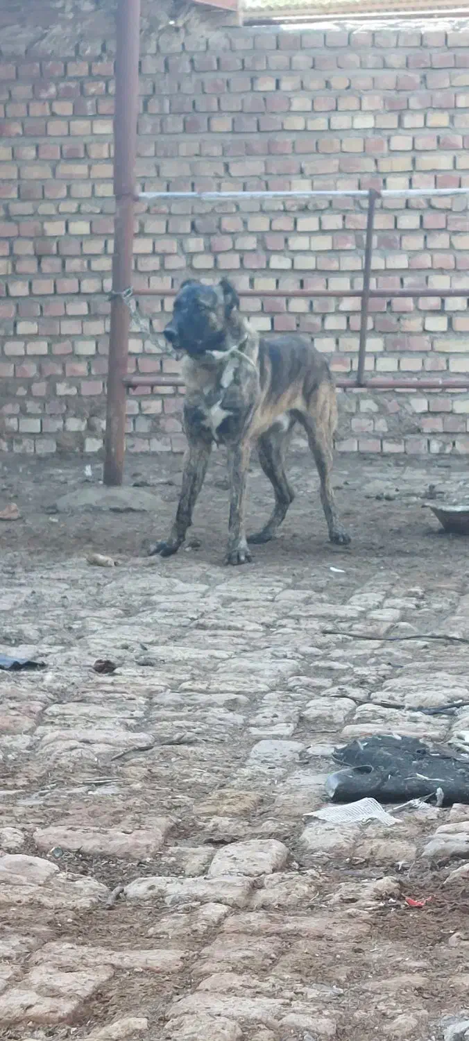 سگ گله|سگ|نیشابور, شریعتی|دیوار