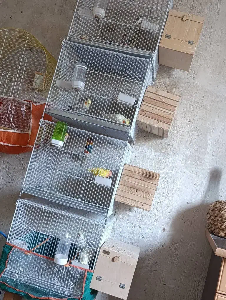 فروش عروس هلندی و..|پرنده|کازرون, |دیوار