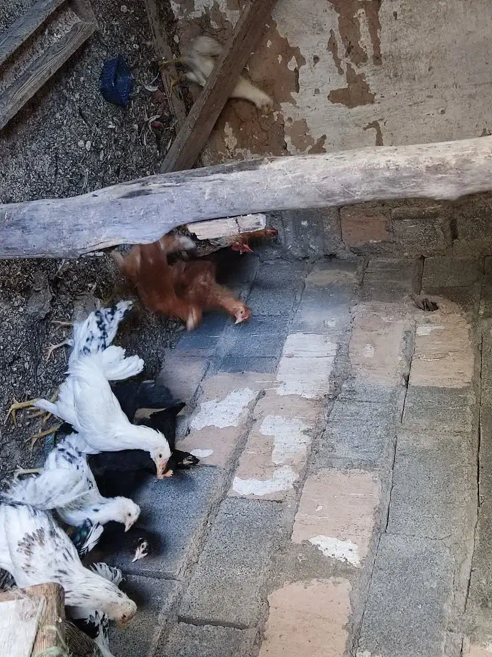 فروش مرغ محلی|حیوانات مزرعه|رودهن, |دیوار