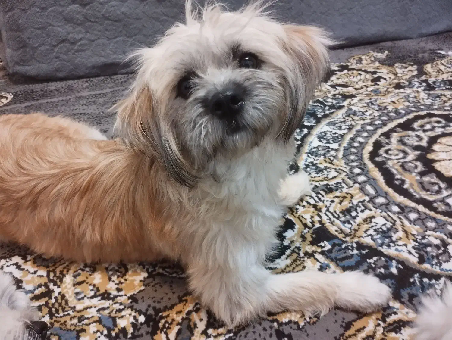 پانسیون خانگی حیوانات با مراقبت ویژه|خدمات پیشه و مهارت|تهران, خاک سفید|دیوار