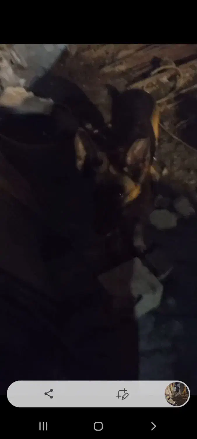 سگ ژرمن|سگ|رشت, کوی مهر|دیوار