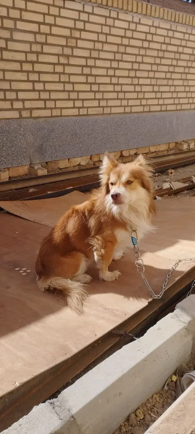 اهدای سگ خانگی  ، اشپیتز ، دارای شناسنامه،|سگ|رباط‌کریم, شهرک صنعتی پرند|دیوار