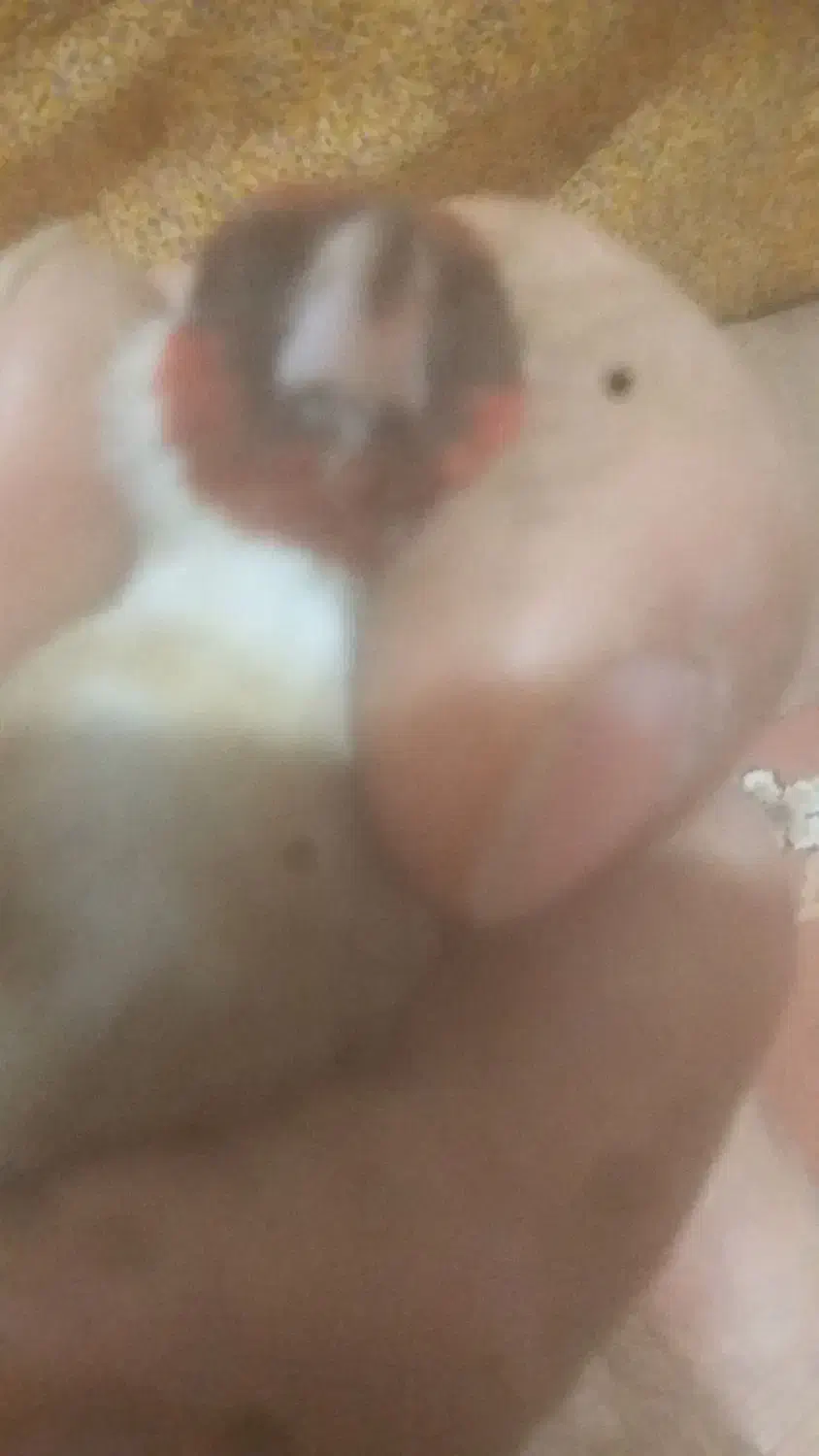 فروشی|پرنده|سردشت, |دیوار