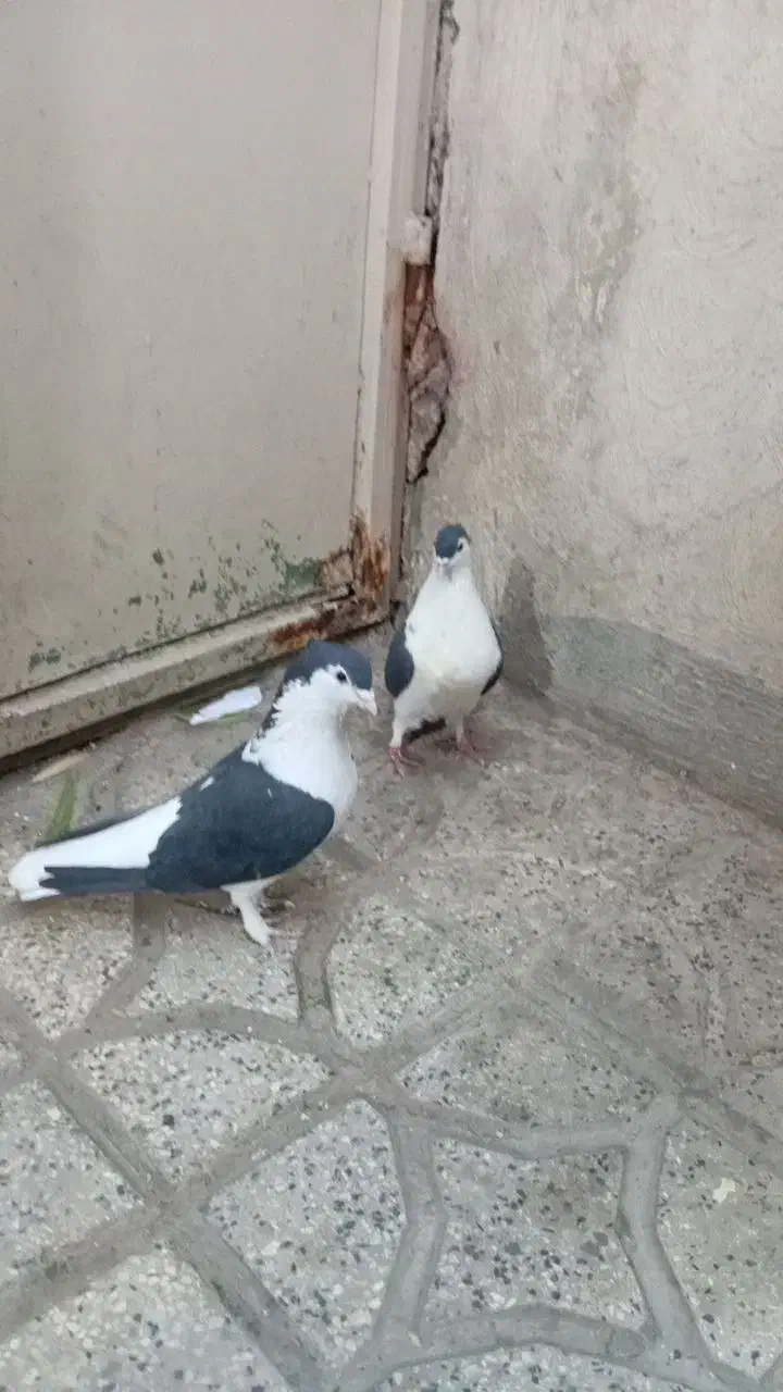 یه جفت کفتر افغانی نرو ماده کاکلی|پرنده|پاکدشت, پاکدشت (مامازند)|دیوار