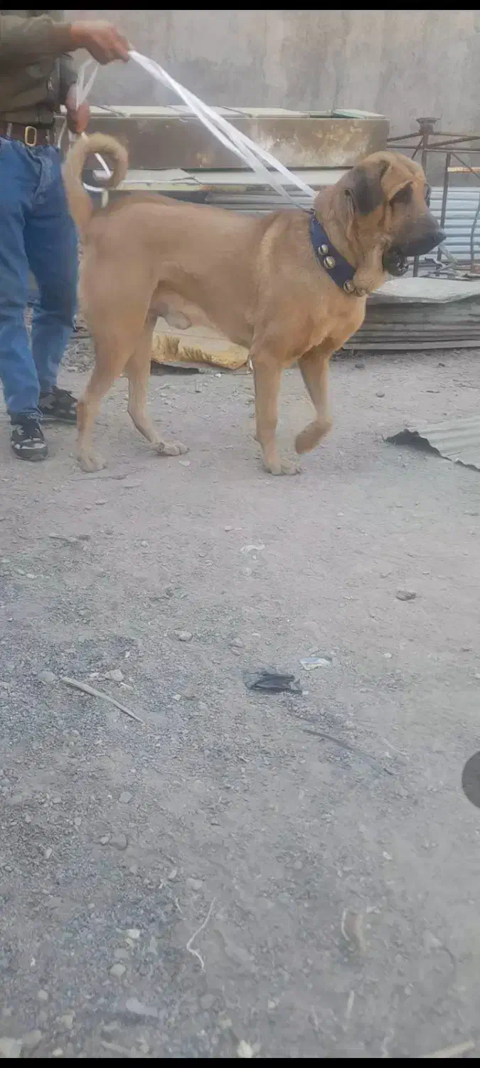 پژدرواگذاری|سگ|نسیمشهر, |دیوار