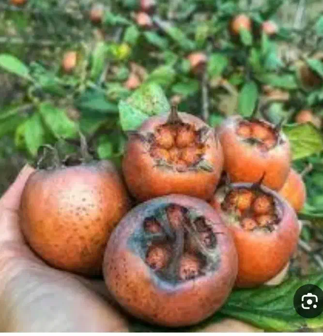 رب کندس|خوردنی و آشامیدنی|گرگان, |دیوار