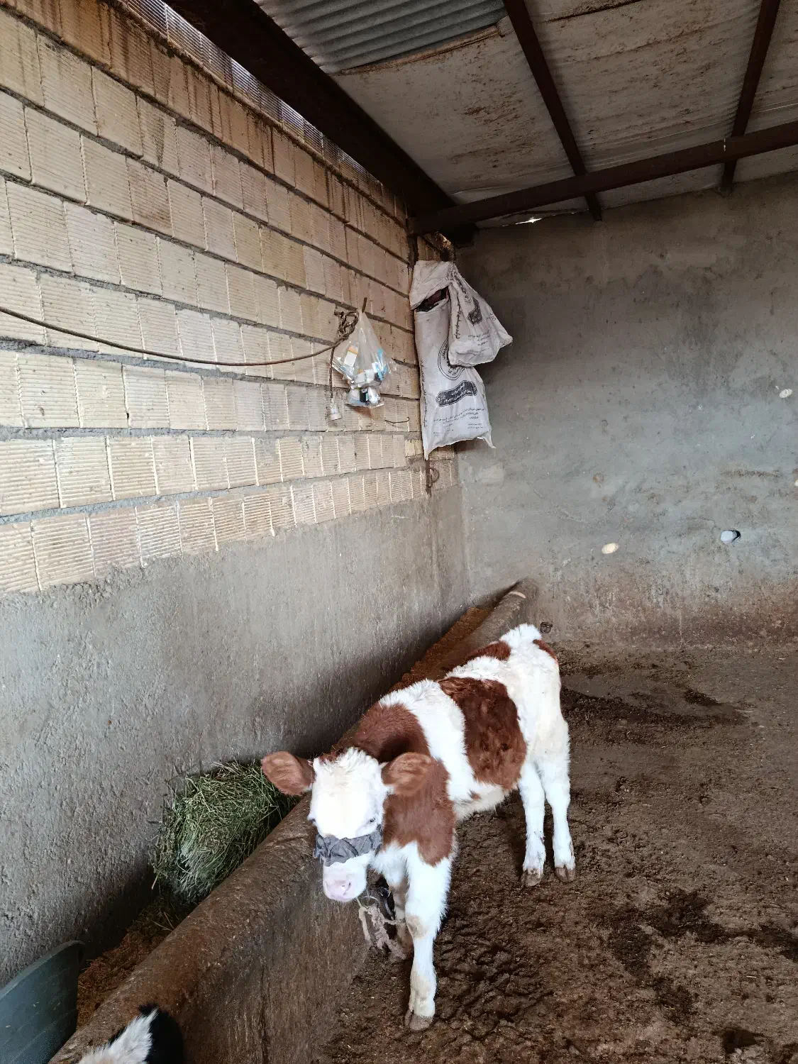 گوساله نر درجه یک|حیوانات مزرعه|گلپایگان, |دیوار