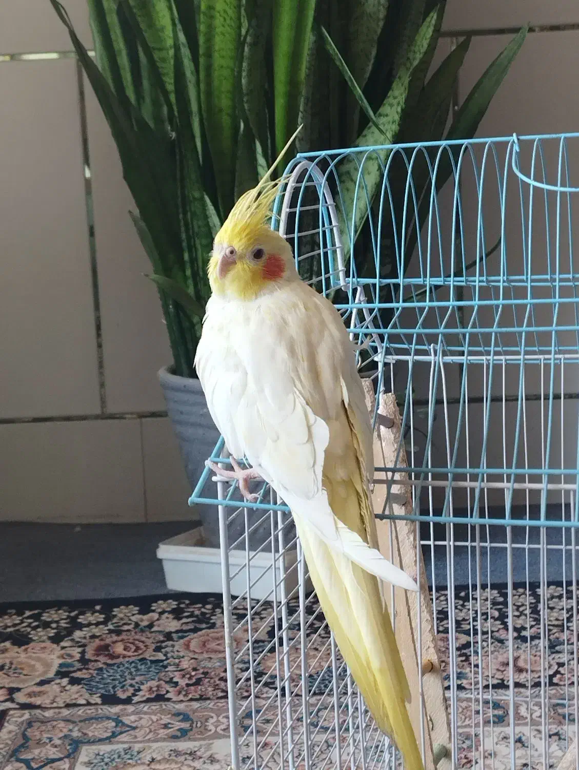 عروس هلندی لوتینو ماده|پرنده|زیباشهر, |دیوار