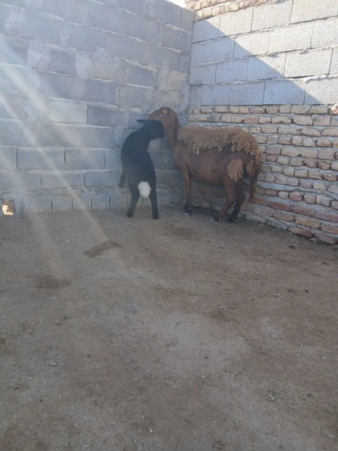 گوسفند بره دار|حیوانات مزرعه|گمیشان, |دیوار