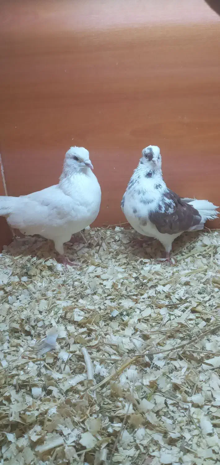 کبوتر|پرنده|رشت, منظریه|دیوار