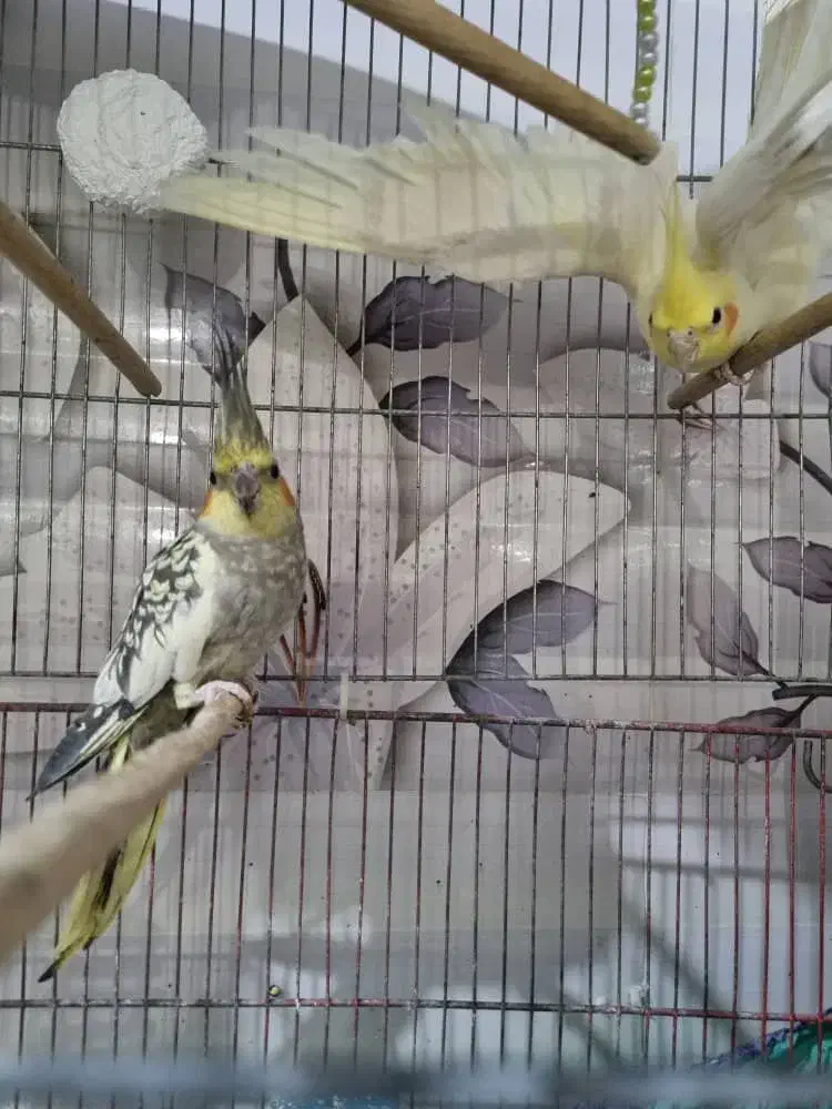 عروس هلندی|پرنده|قم, کیوانفر|دیوار