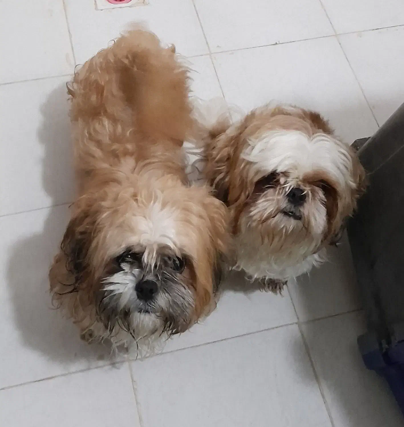 یک جفت سگ شیتزو ( نر و ماده )|سگ|فولادشهر, مسکن مهر فولادشهر|دیوار