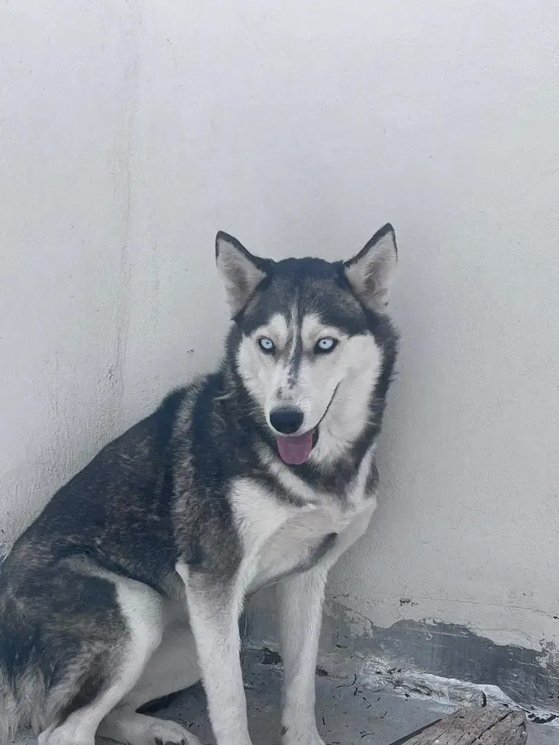 سگ هاسکی|سگ|اصفهان, کوی راه حق|دیوار