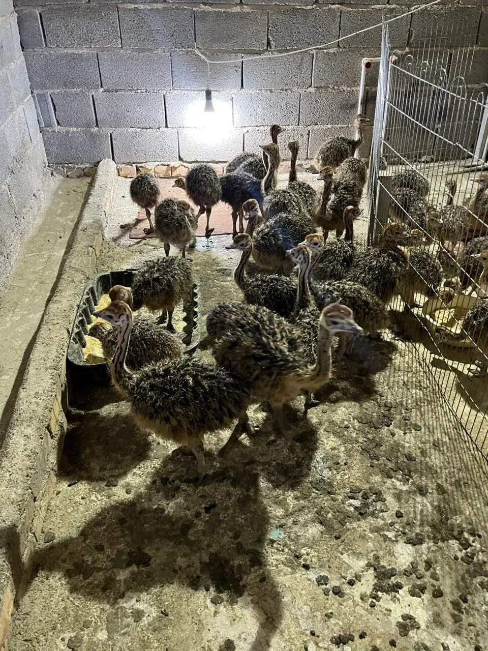 شترمرغ با کیفیت و تضمین سلامت|حیوانات مزرعه|ساری, |دیوار