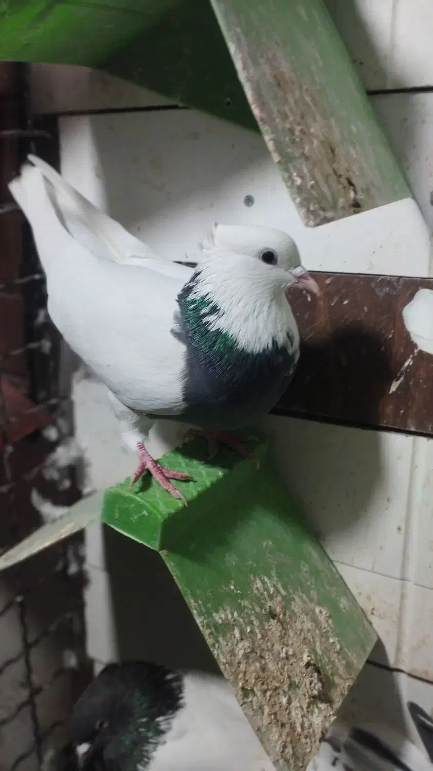 کبوتر طوقی|پرنده|گنبد کاووس, |دیوار