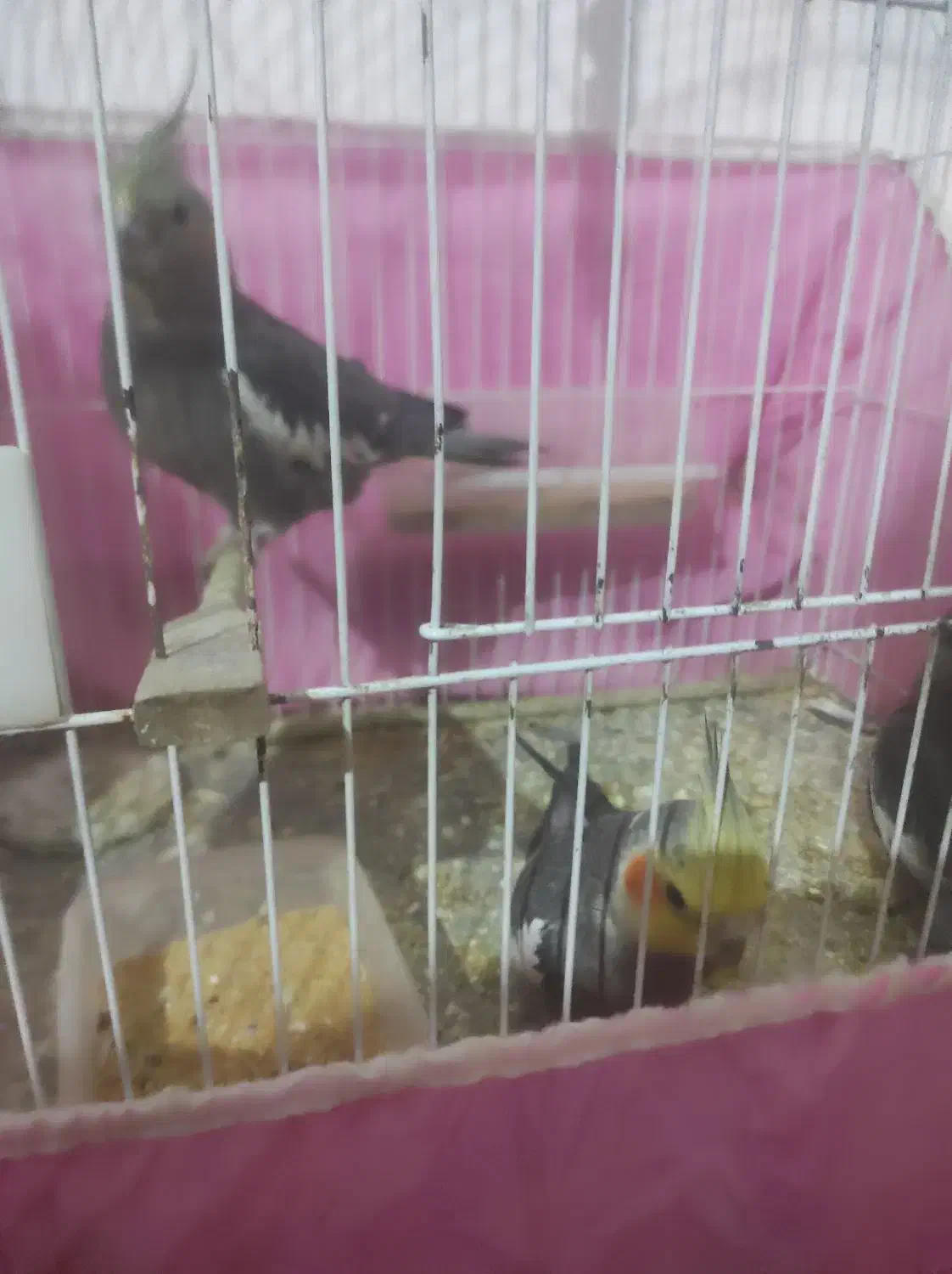 جفت عروس سالم|پرنده|صومعهسرا, |دیوار