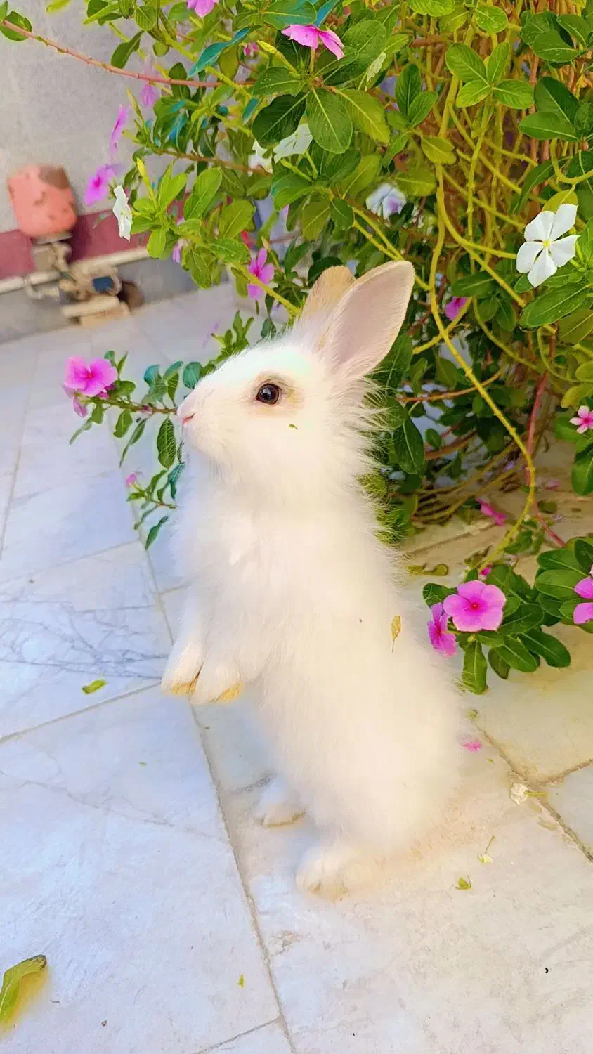 واگذاری خرگوش سفید لوپ بالغ نر|موش و خرگوش|زابل, |دیوار