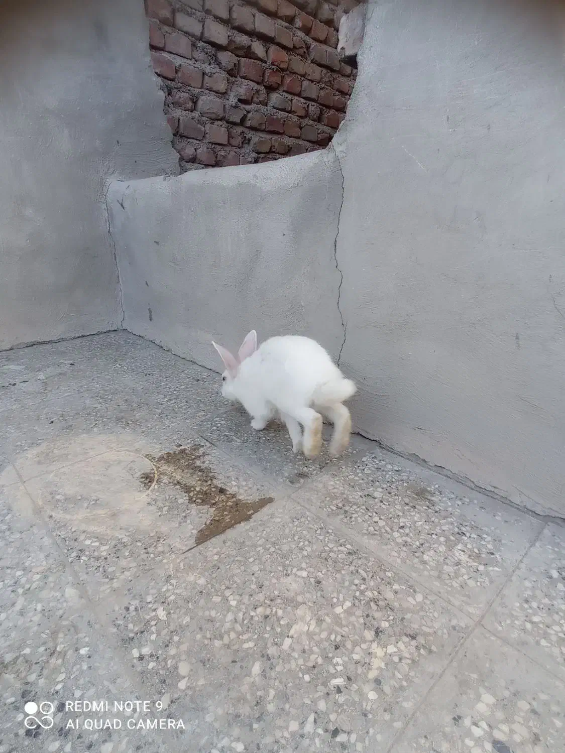 خرگوش نر|موش و خرگوش|زاهدان, |دیوار