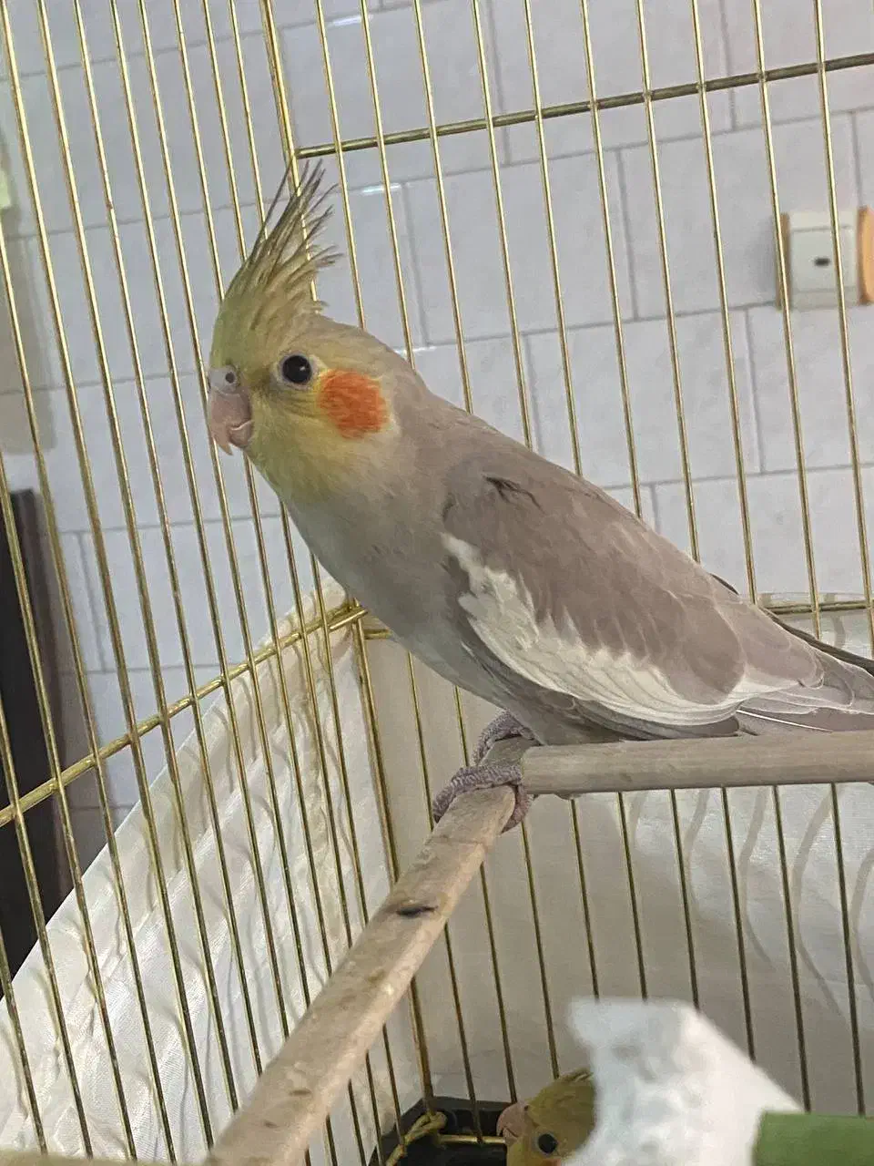 ۳ تا جوجه عروس هلندی|پرنده|تربت‌حیدریه, پائین ولایت|دیوار