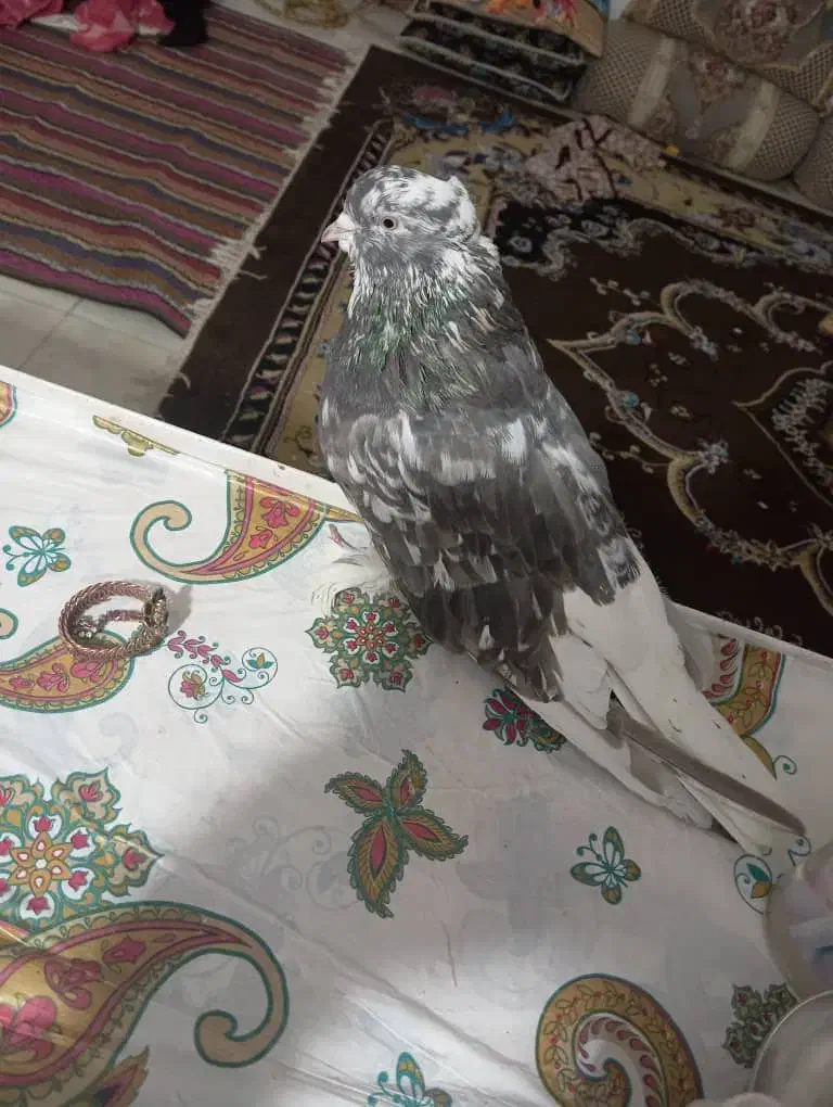 سور دمسفیدنر|پرنده|نرماشیر, |دیوار