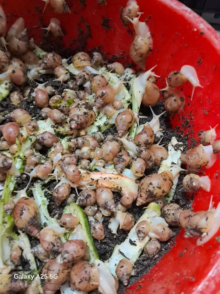 فروش حلزون خانگی با هر اندازه ای|خزنده|کرمان, |دیوار