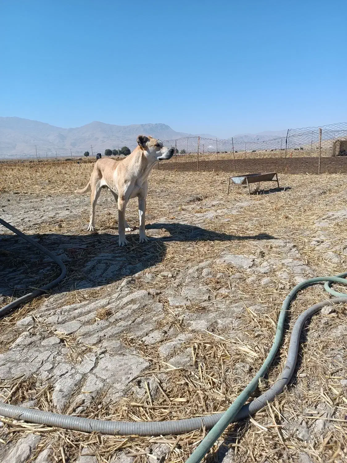 واگزاری توله سرابی|سگ|دورود, |دیوار