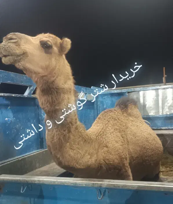 شتر گوشتی و داشتی|حیوانات مزرعه|بندرعباس, |دیوار