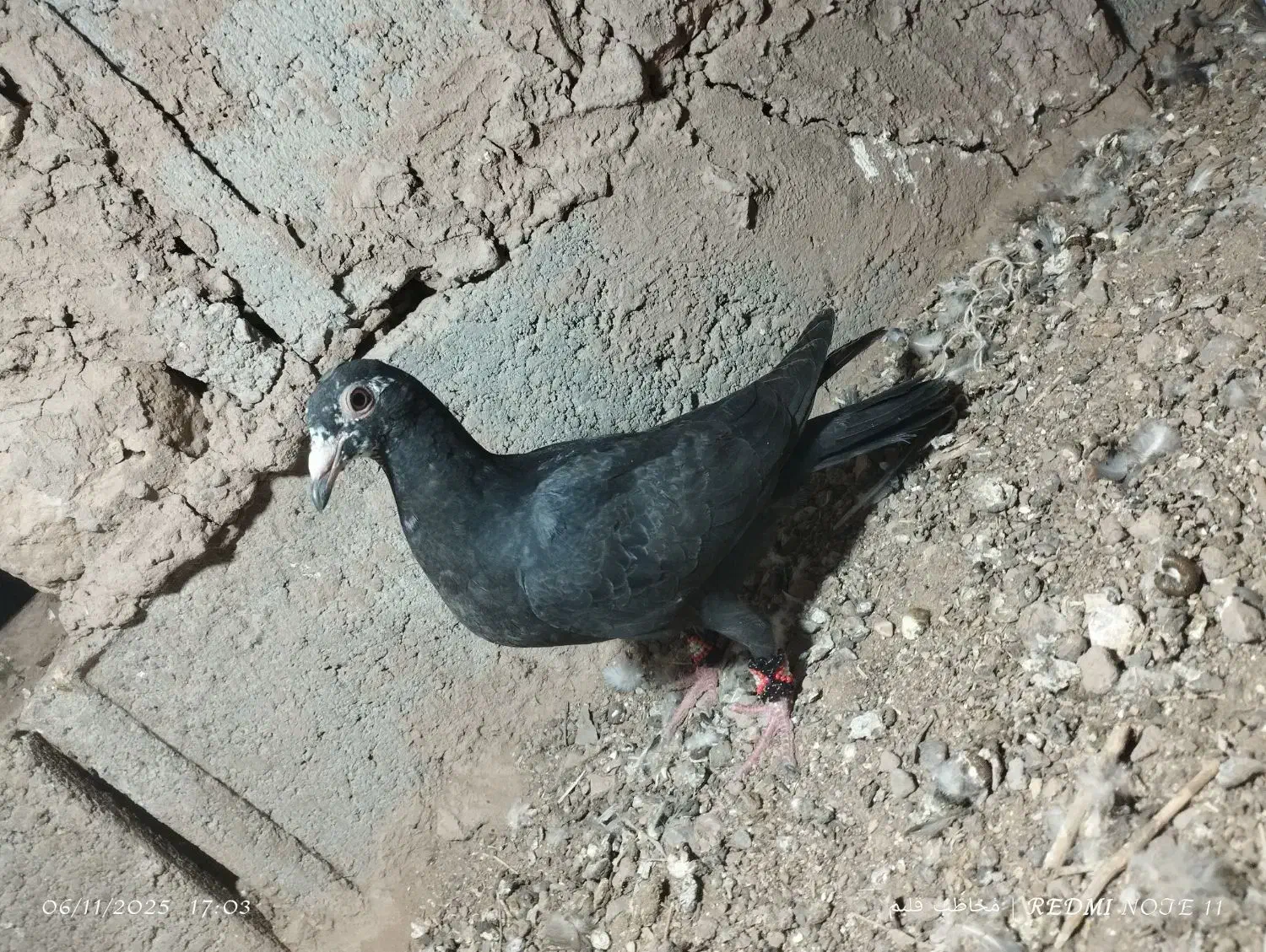 کبوتر|پرنده|قائن, |دیوار