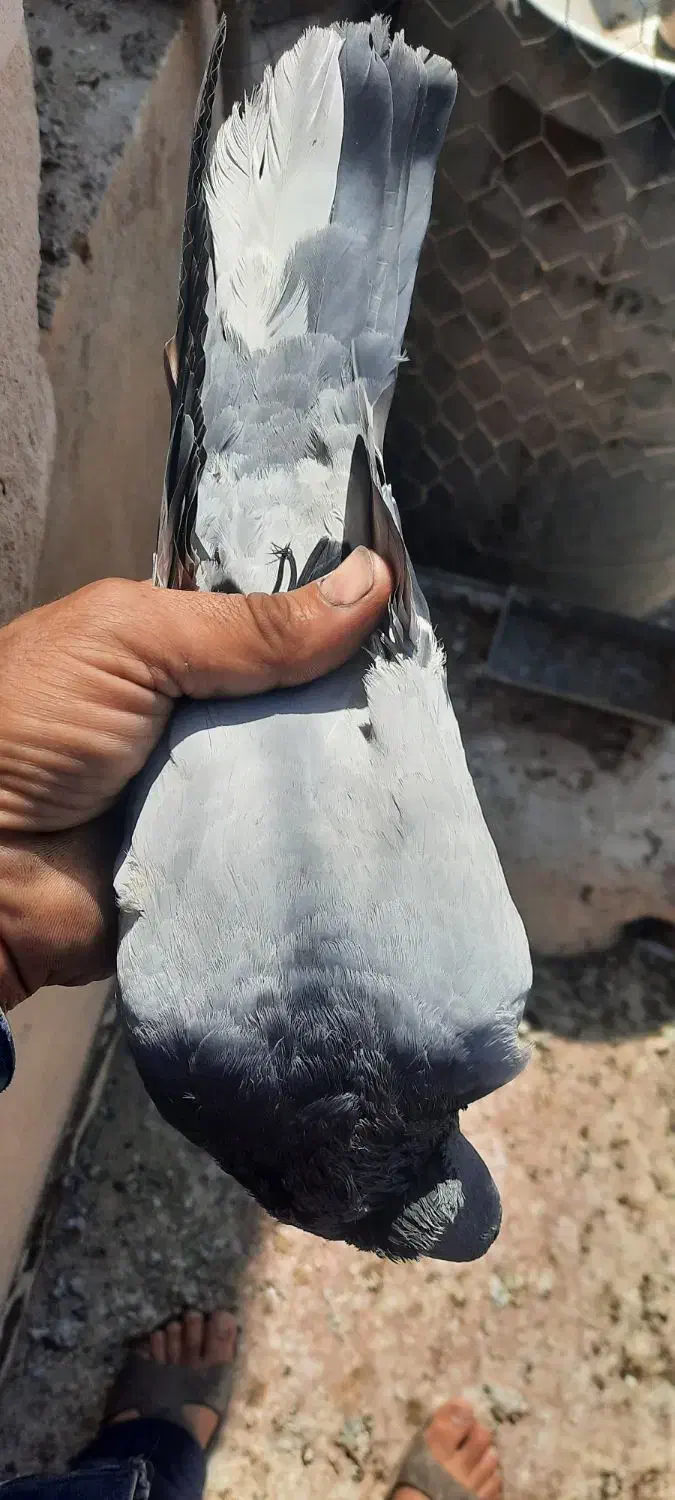 نرتودمسفید باماده دمسفید|پرنده|اردکان, |دیوار