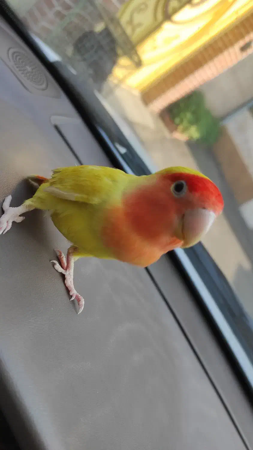 طوطی صورت هلویی برزیلی|پرنده|لاهیجان, شیشه گران|دیوار