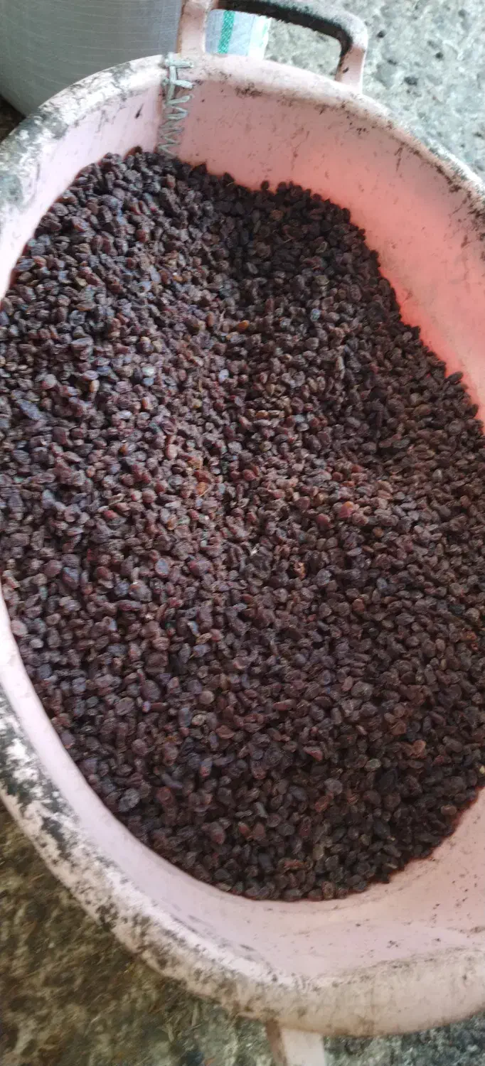 افتابی با شهد بالا ، دم گیری شده بدون چوب|خوردنی و آشامیدنی|بوانات, |دیوار