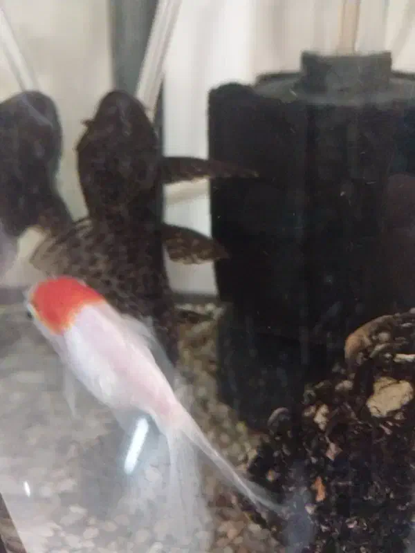 لجن خوار،|ماهی|نیشابور, فردوس شمالی|دیوار