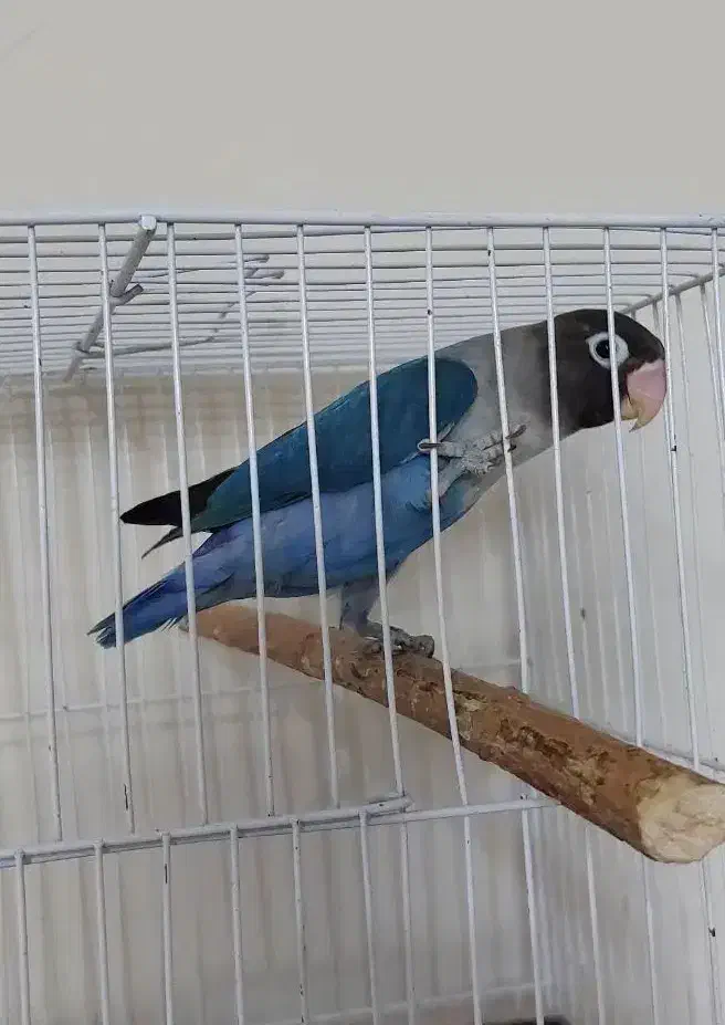 سه طوطی و جوجه طوطی برزیلی|پرنده|تهران, مینای شمالی (مخبر)|دیوار