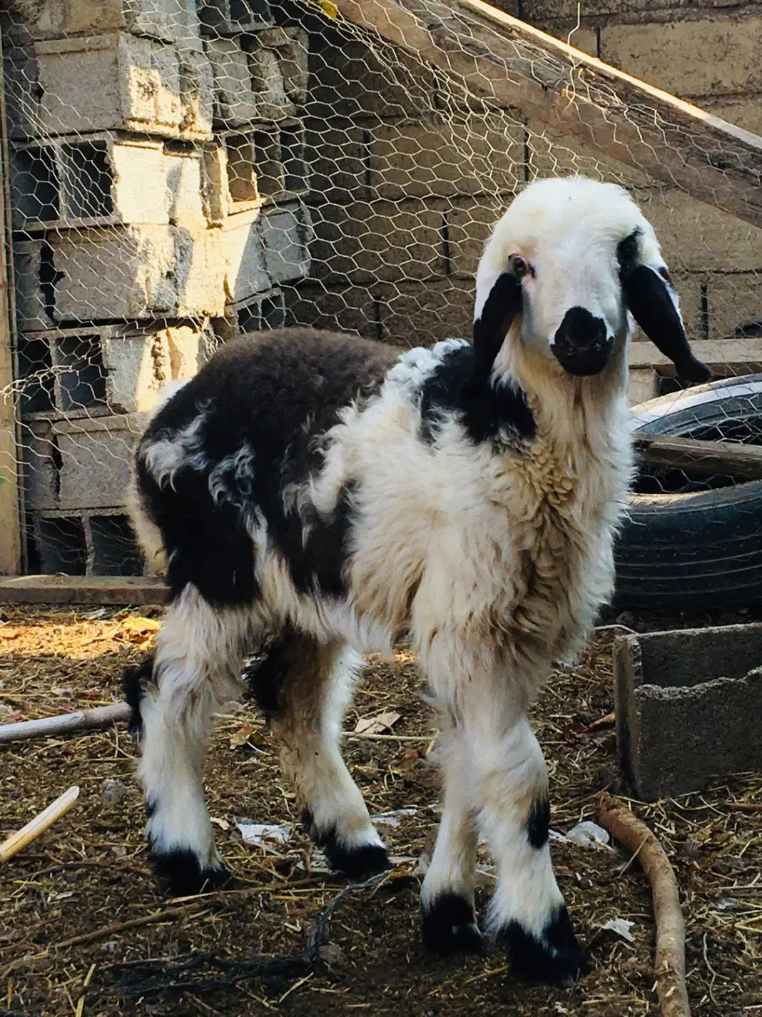 فروش جفتشون باهم بره و بزغالخ|حیوانات مزرعه|گنبد کاووس, |دیوار