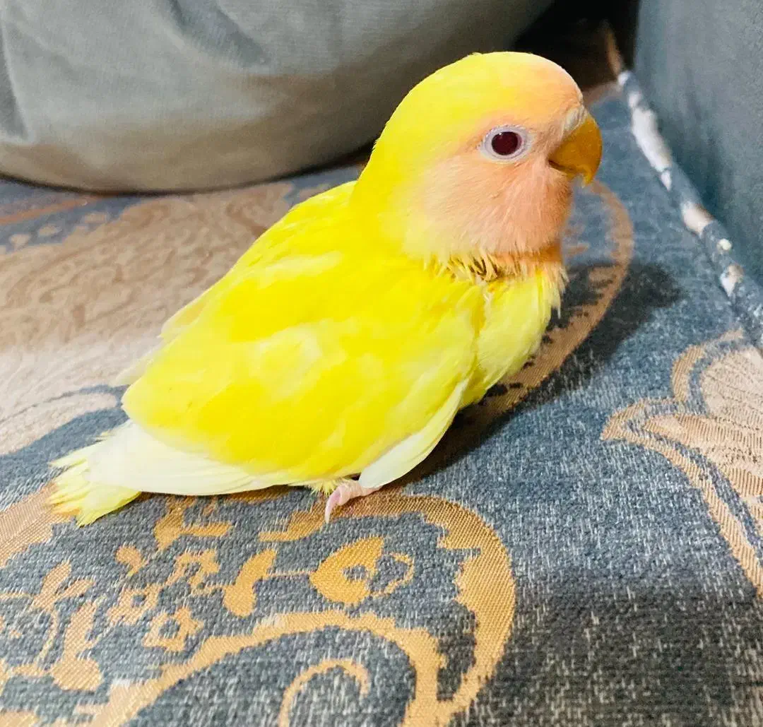 کوتوله زرد صورت هلویی سرلاکی|پرنده|نیشابور, امام|دیوار