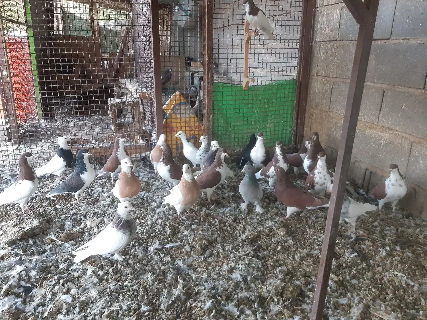 کبوتر خوشرنگ .در گویم .گو دگویم آفتاب ۲|پرنده|شیراز, شهرک قمشه|دیوار