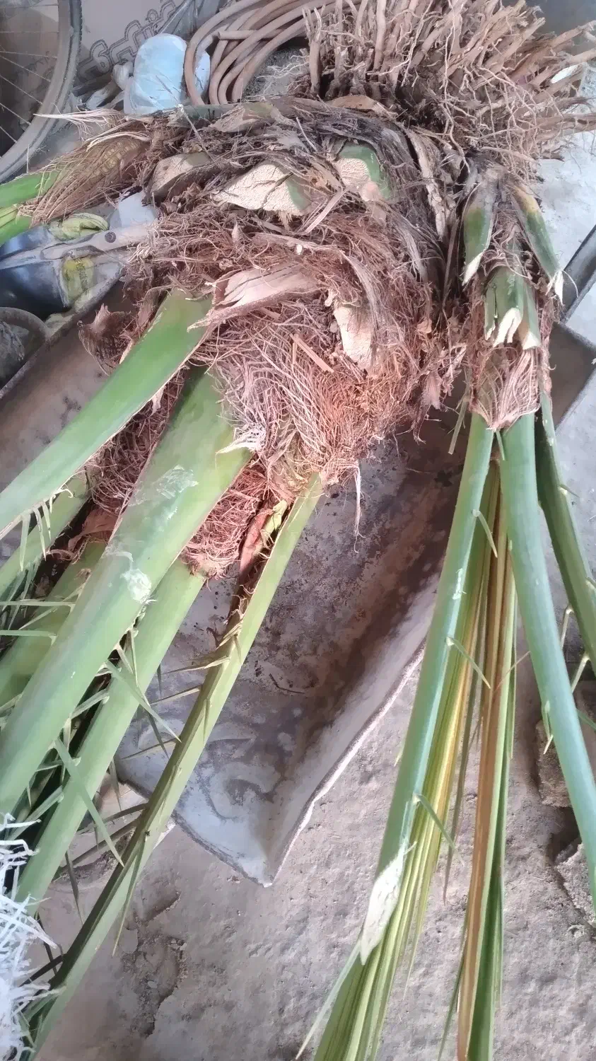 نهال برحی|خدمات باغبانی و درختکاری|شادگان, |دیوار