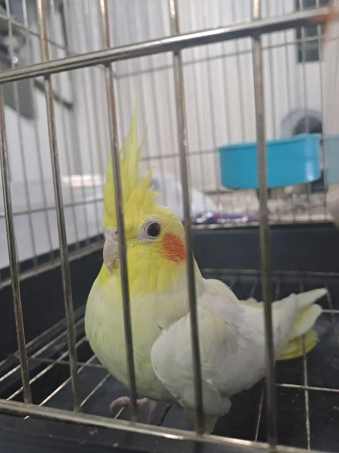 عروس هلندی نر اماده|پرنده|تهران, مشیریه|دیوار