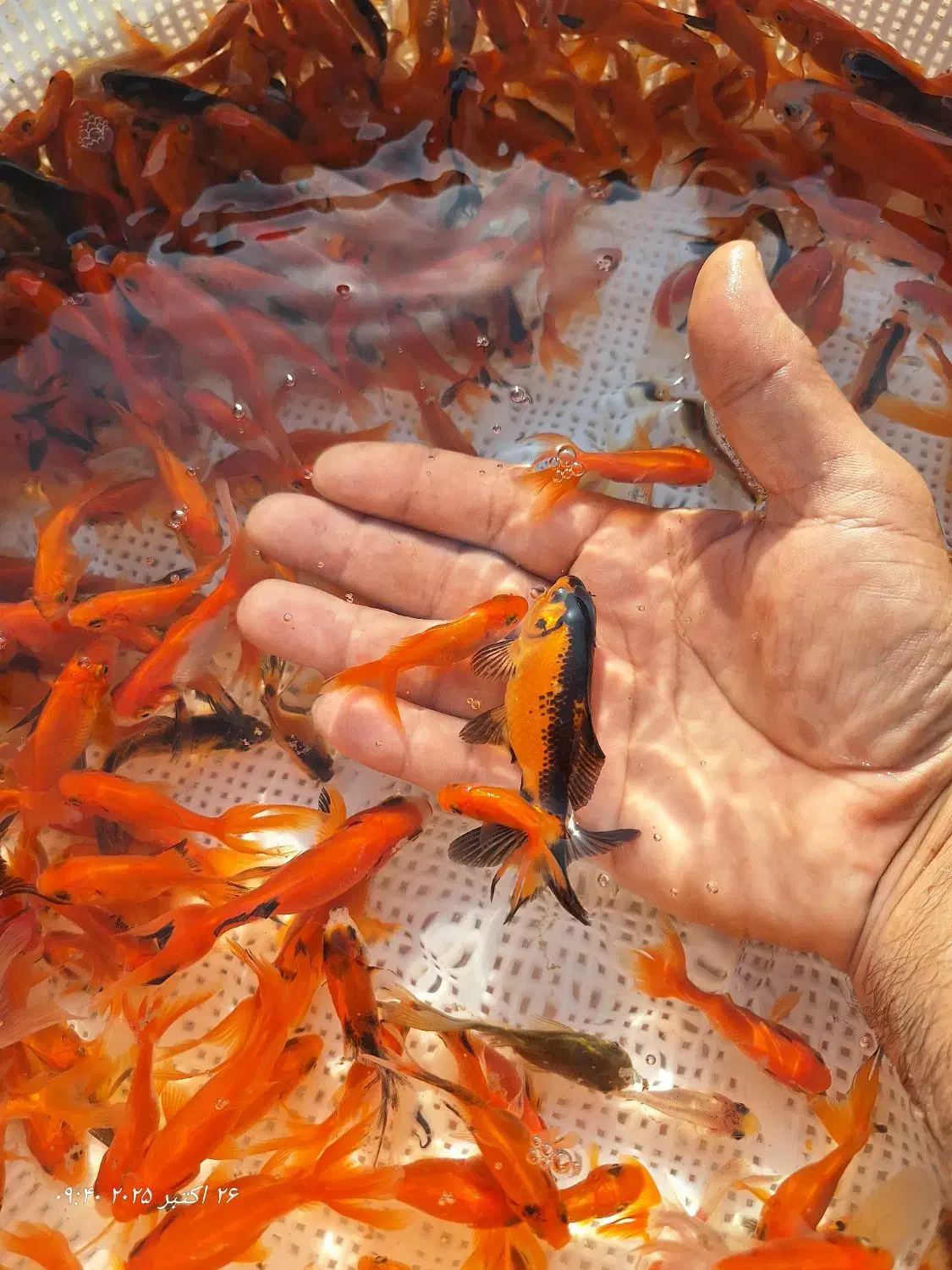 ماهی گلدفیش شب عید|ماهی|سنگر, |دیوار