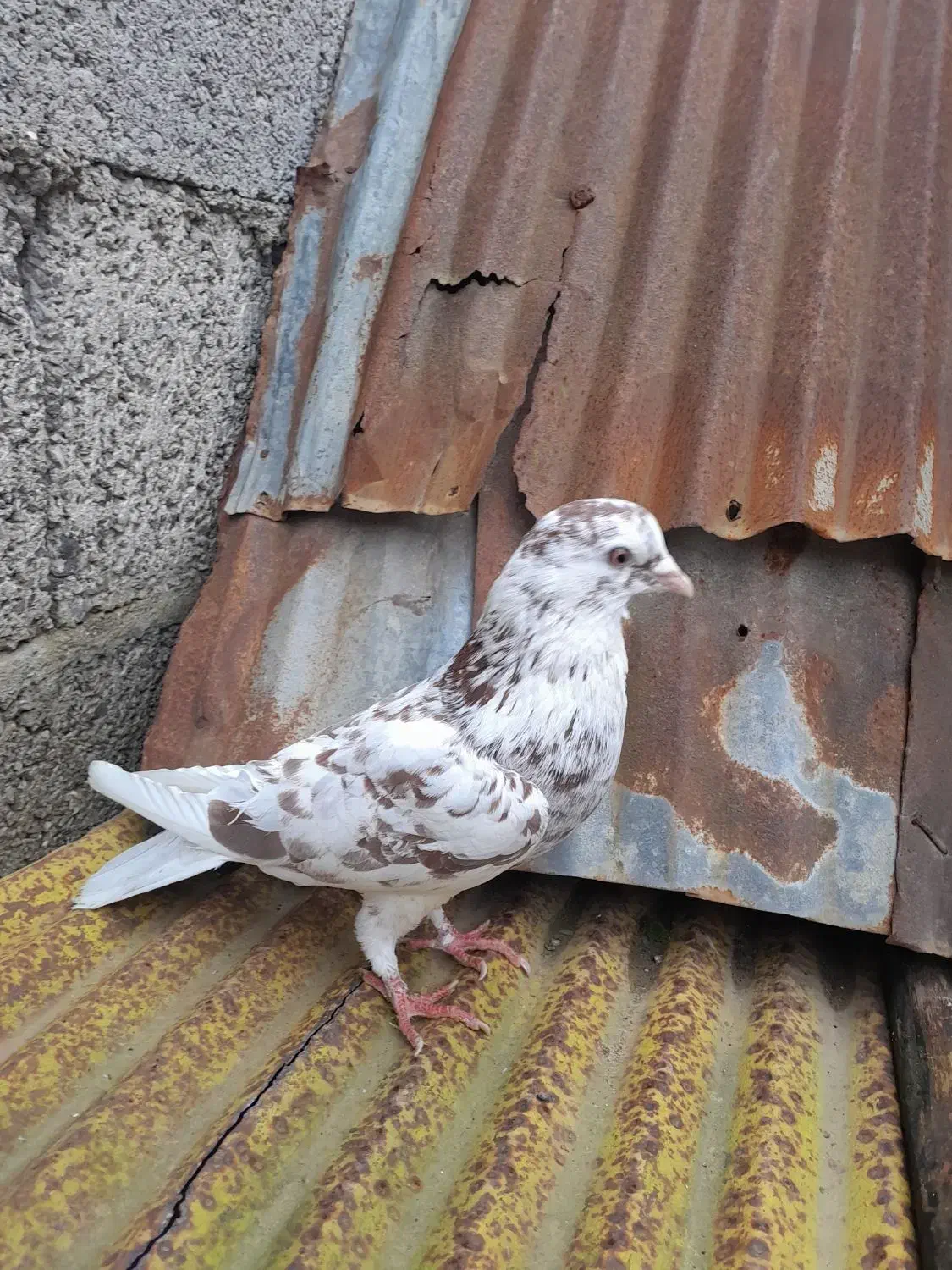 کبوتر|پرنده|تولم شهر, |دیوار