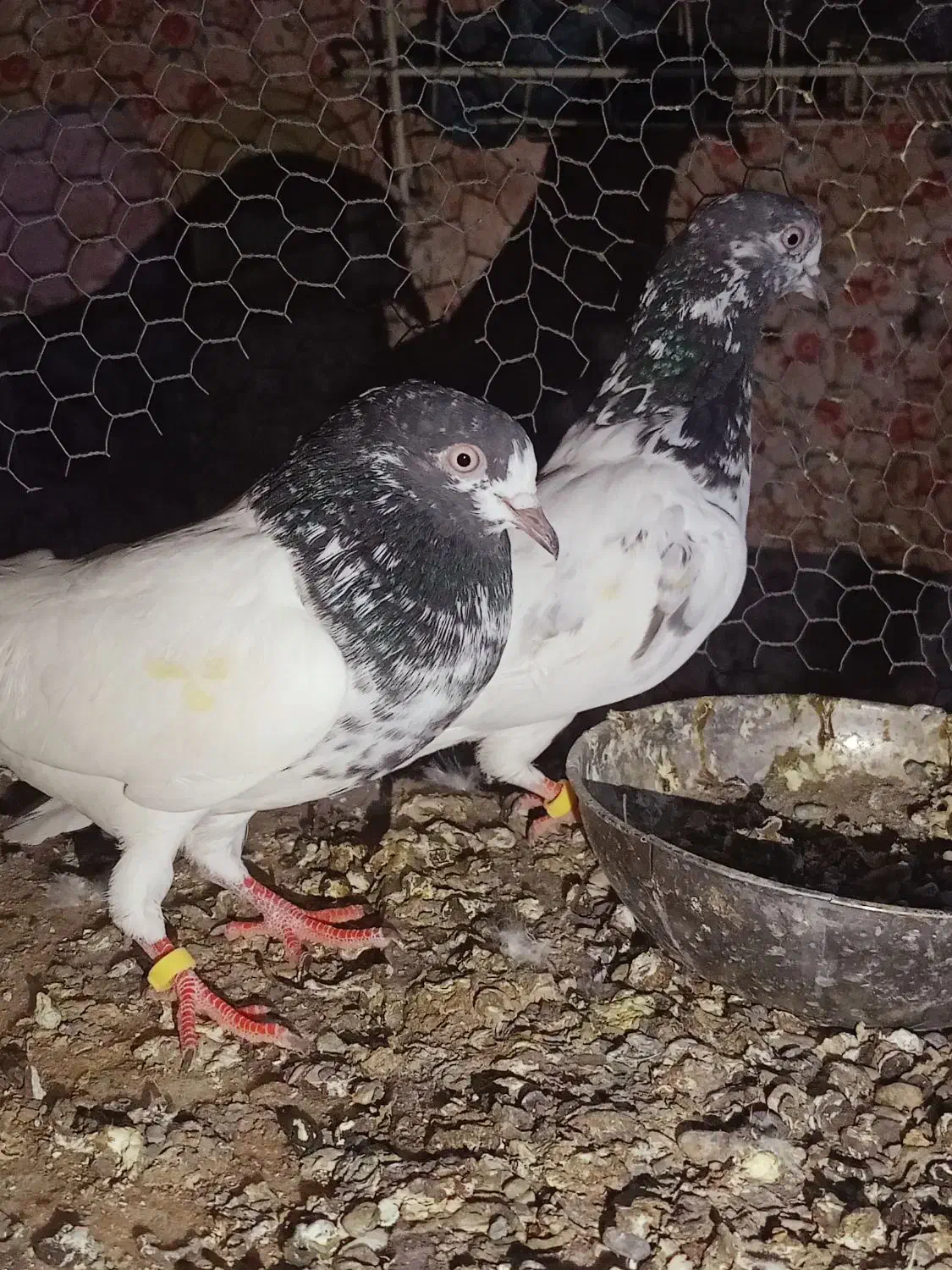 سه جفت نر ماده پرشی جواب داده|پرنده|ایرانشهر, |دیوار