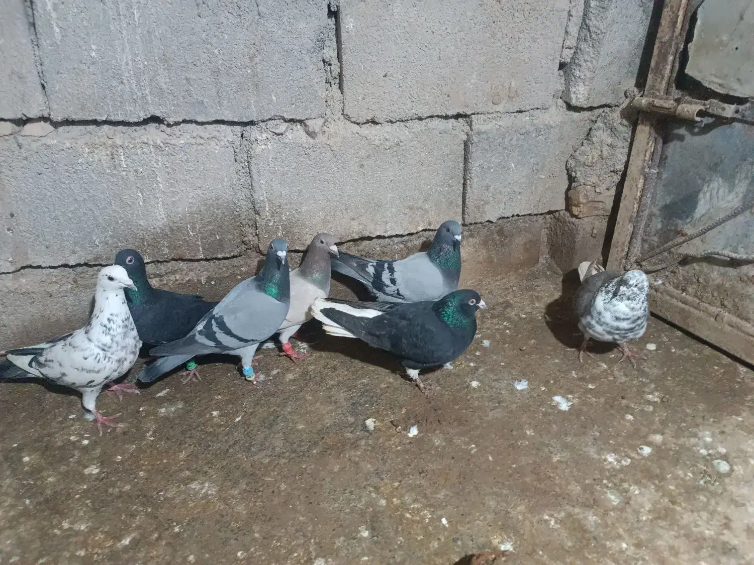 کبوتر|پرنده|اسفراین, |دیوار