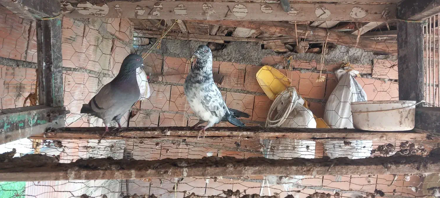 کبوتر|پرنده|بندر ترکمن, |دیوار