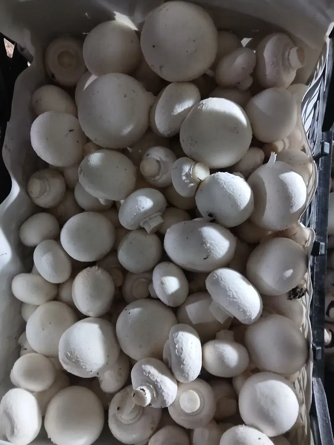 قار چ۱۰ تومن زیر تابلو بصورت عمده|خوردنی و آشامیدنی|کوهسار (البرز), |دیوار