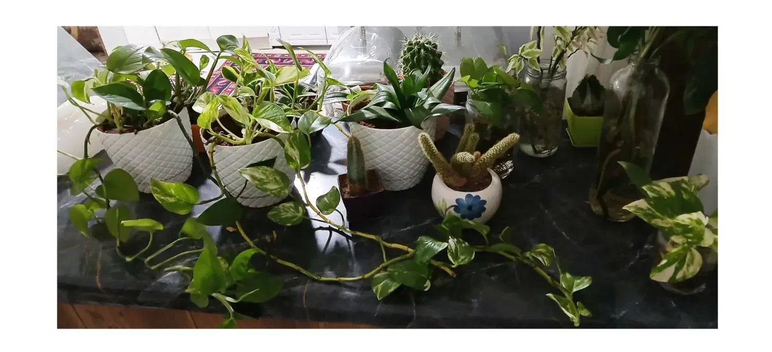 گلهای خانگی|گل و گیاه طبیعی|نیشابور, شریعتی|دیوار