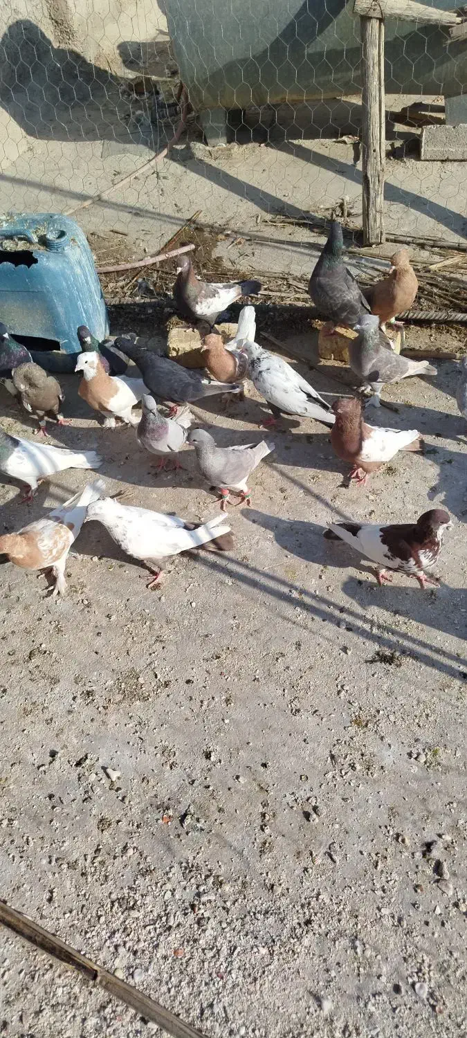 کبوتر|پرنده|شیراز, کفترک|دیوار
