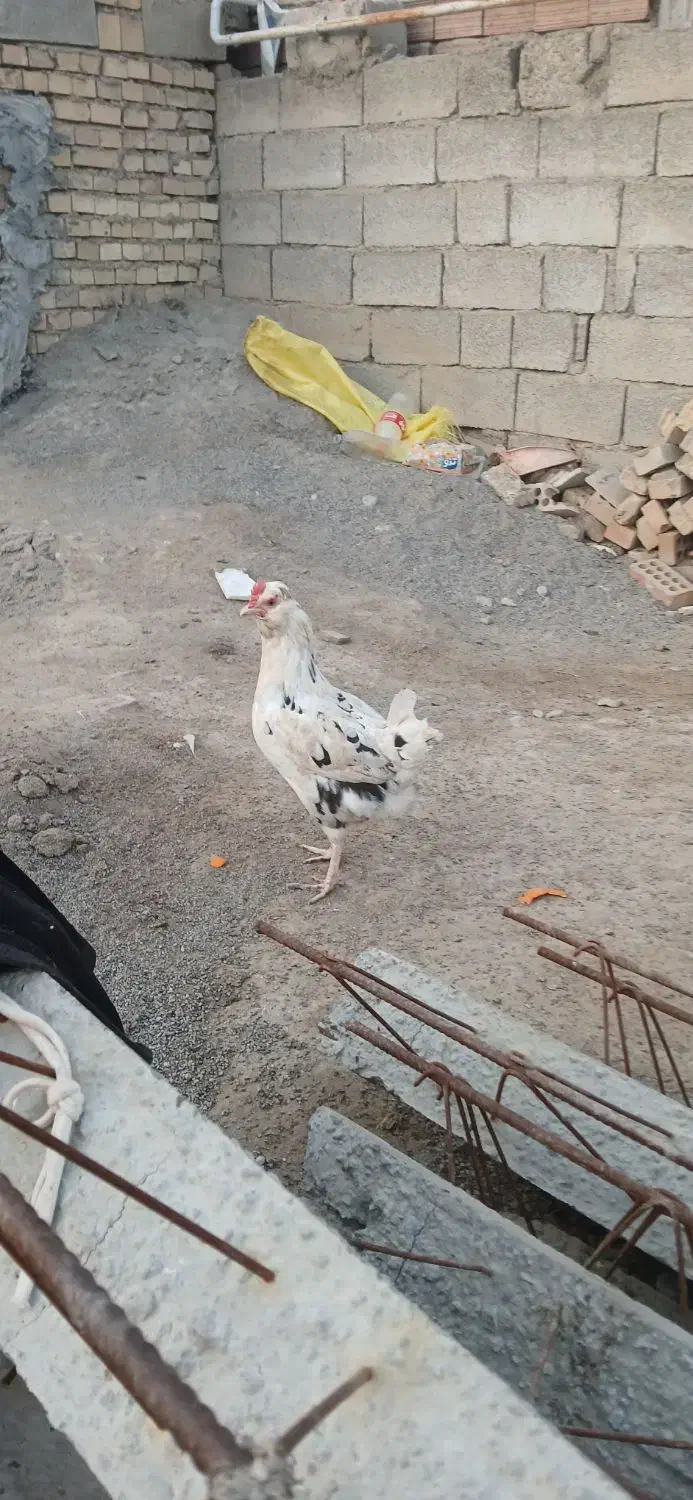 مرغ گلین|حیوانات مزرعه|انبارآلوم, |دیوار