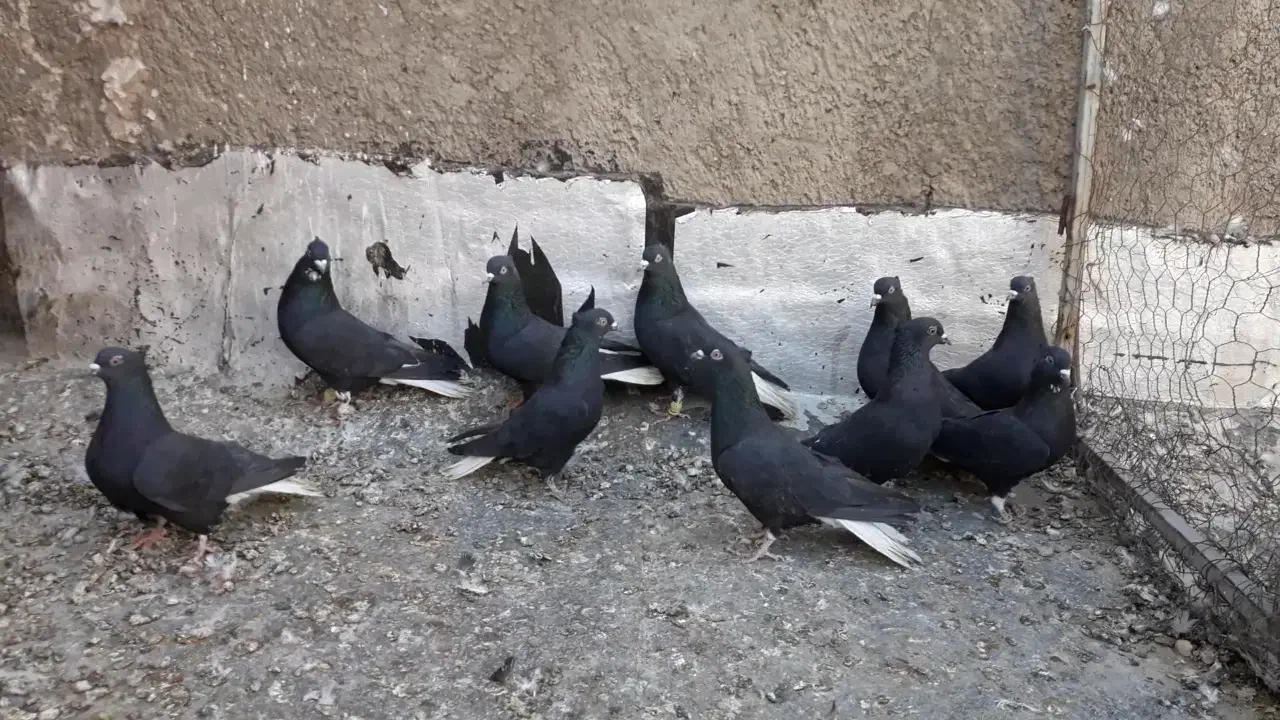 کبوتر های زیل دم سفید مخصوص عشق بازا|پرنده|قزوین, |دیوار