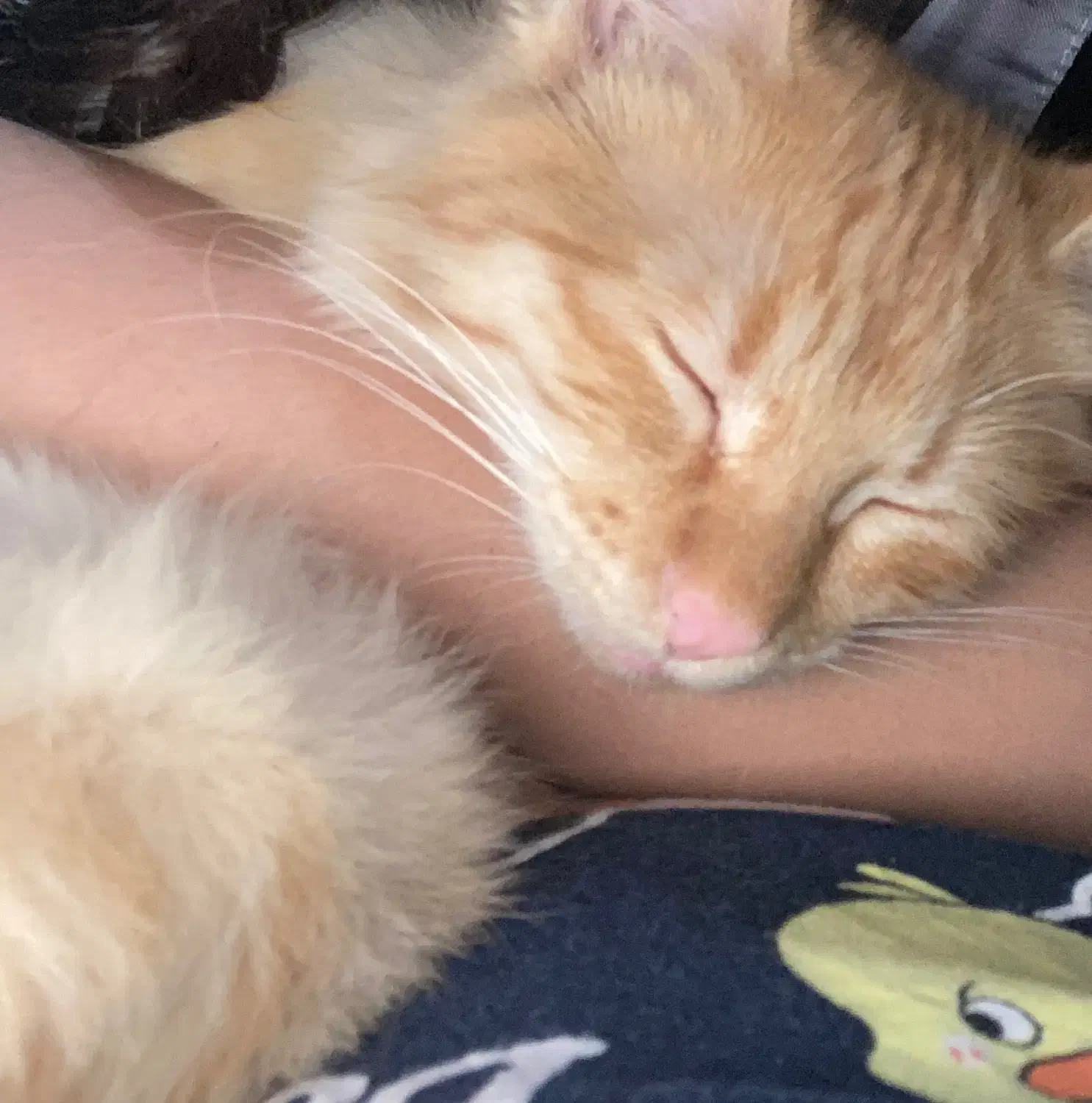 گربه جینجر خانگی بامزه، شیطون|گربه|مشهد, صداقیه|دیوار