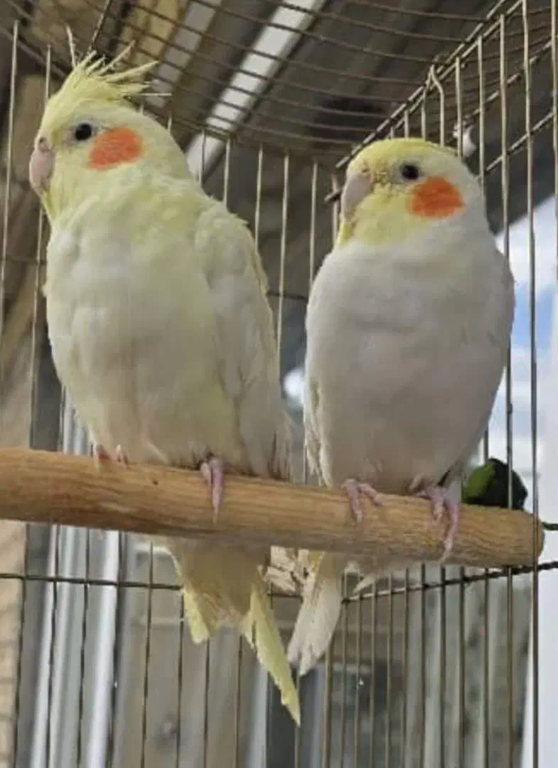 عروس هلندی|پرنده|گراش, |دیوار